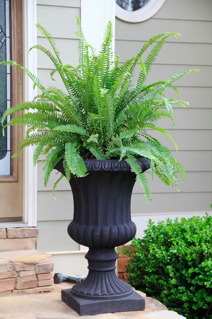 Kimberly Fern Queen plants add so much class and good health to the household!