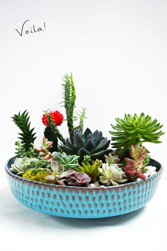 These 19 succulent displays are AMAZING! They are so creative and easy to do!