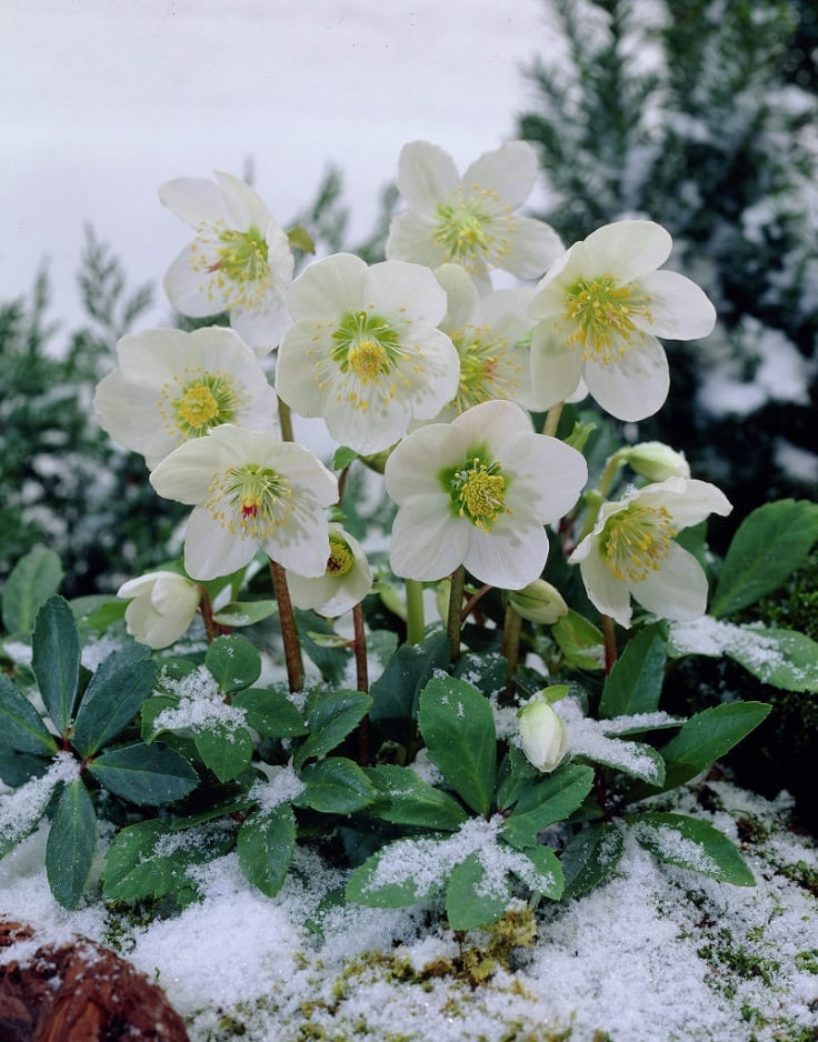 These 9 Winter Friendly Plants Will Keep Your Home Looking More Than Alive This Cold Season. Seriously, these plants are STUNNING!