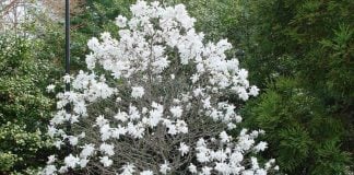 Royal Star Magnolia