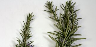 Rosemary Indoor Gardens