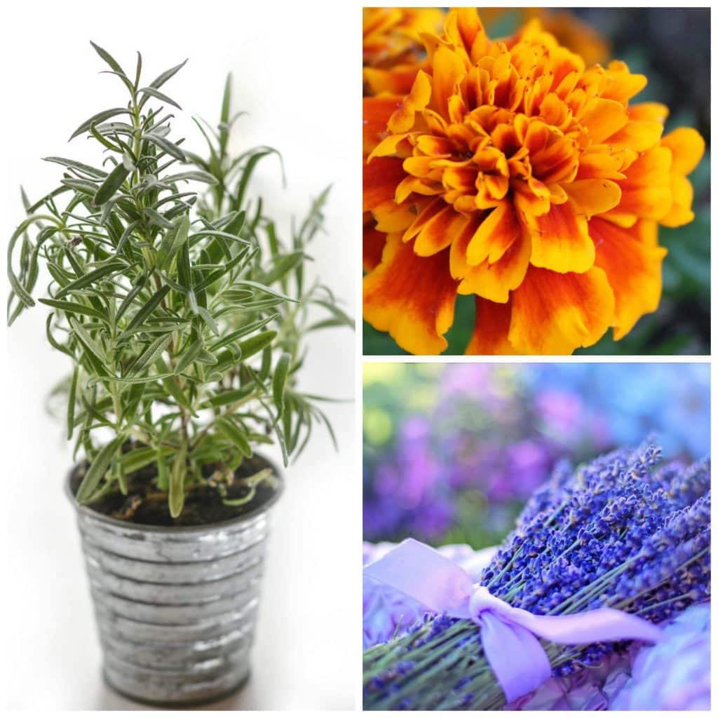 8 Medicinal Plants That Are Great for Growing in Your Kitchen