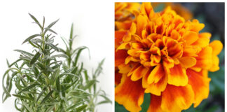 8 Medicinal Plants That Are Great for Growing in Your Kitchen