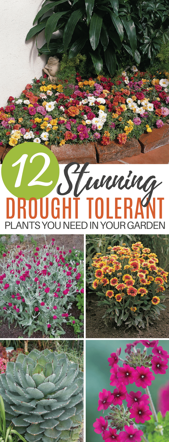 These 31 Stunning Drought Tolerant Flowers & Plants Will Make Your Garden Gorgeous Even if You Live in Dry Desert Weather!