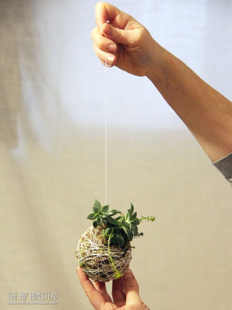 10 Hanging Plants That're LowMaintenance for Beginner