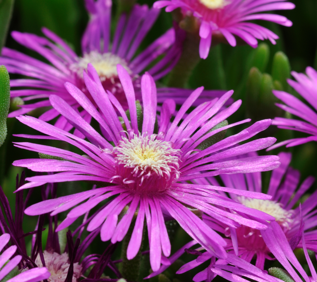 14 Beautiful Perennials That Bloom All Summer