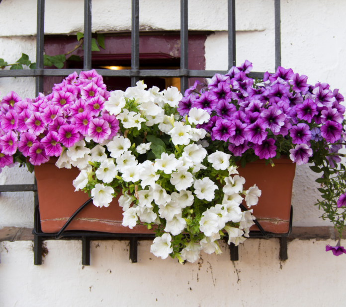 23-beautiful-annual-flowers-that-bloom-all-summer