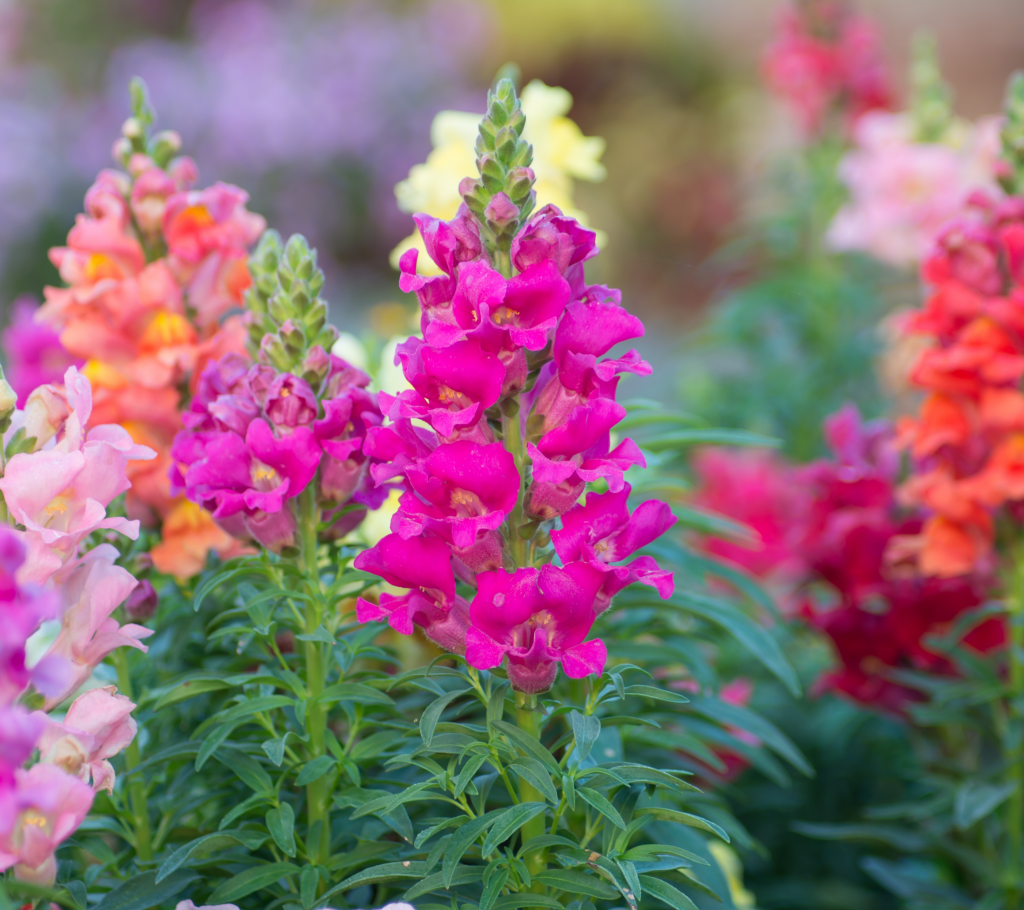 Snapdragon - Annual Flowers That Bloom All Summer