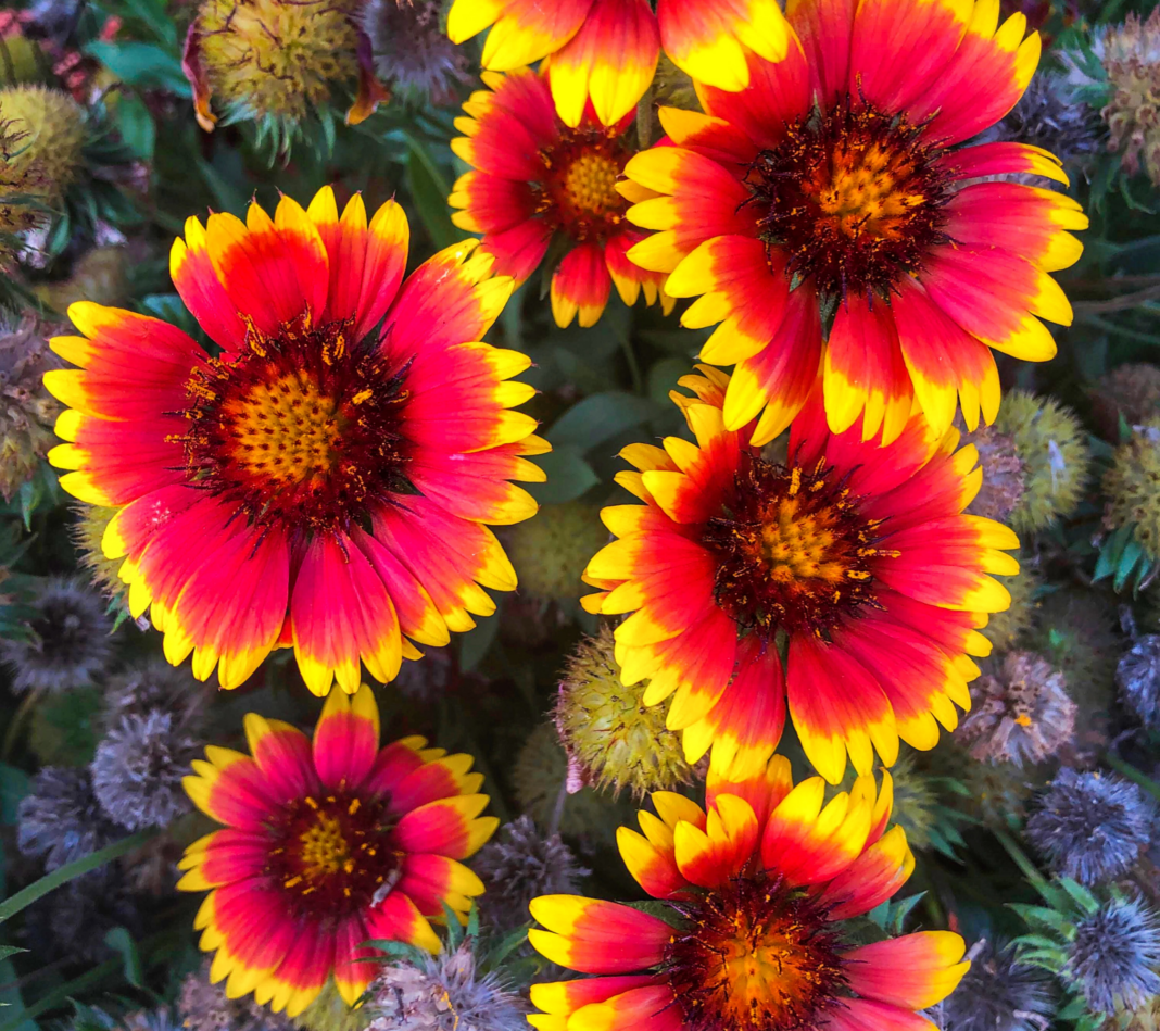 14 Perennial Flowers That Bloom All Summer