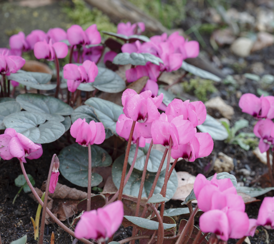 22 Beautiful Winter Flowers That Survive and Bloom in the Cold