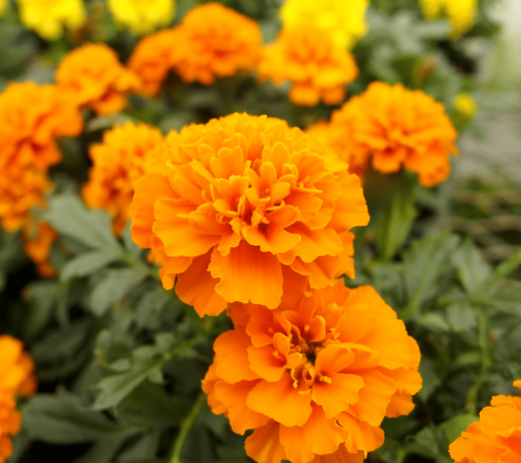 Marigold - Annual Flowers That Bloom All Summer