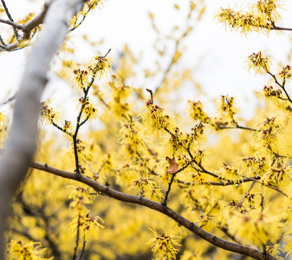 22 Beautiful Winter Flowers That Survive and Bloom in the Cold