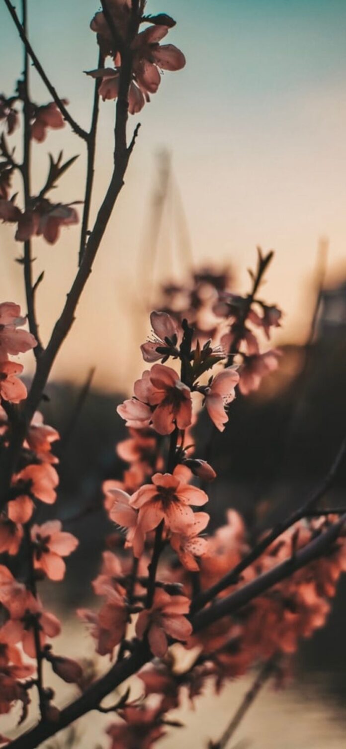 50+ Best Flower Wallpapers for iPhone [Free Download]