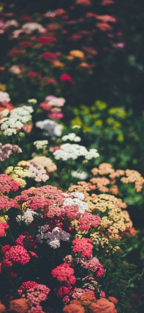 50+ Free Flower Wallpapers for iPhone