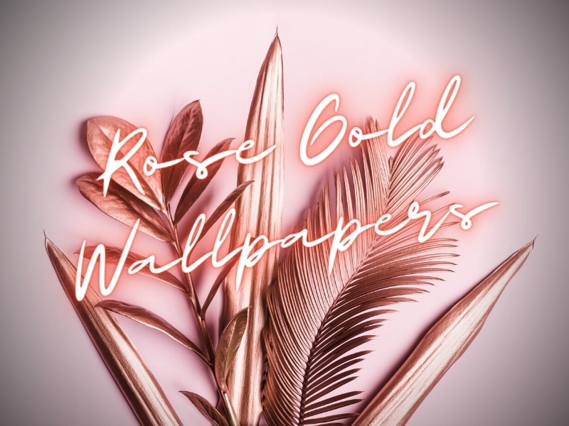 Rose Gold iPhone Wallpaper Collection  Preppy Wallpapers