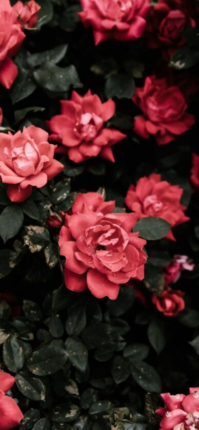 50 Aesthetic Rose iPhone Wallpapers [Free Downloads]
