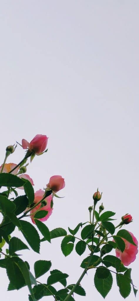 50+ Pretty Rose iPhone Wallpapers