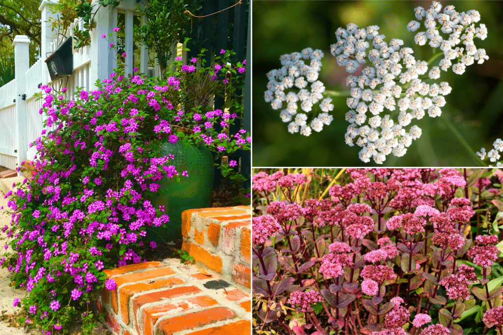 31 Stunning Drought-Tolerant Plants You Need for Your Garden