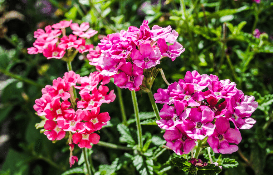 31 Stunning Drought-Tolerant Plants You Need for Your Garden