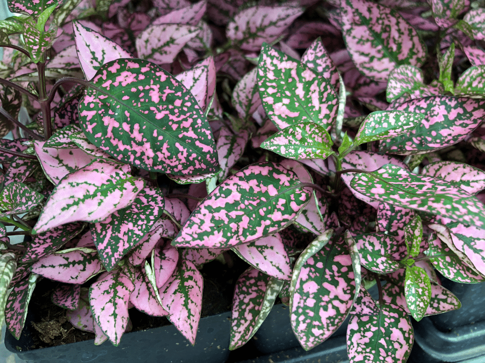 Purple Leaf Plants: Vibrant Outdoor Garden & Houseplants
