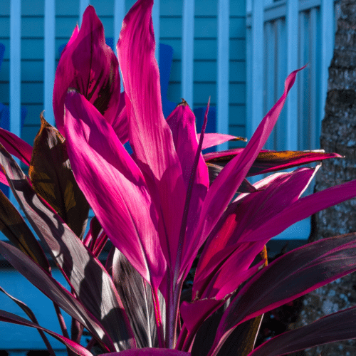 purpleleafplants24 DIYbunker