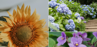 20 Plants That Love Coffee Grounds (& Their Zones)