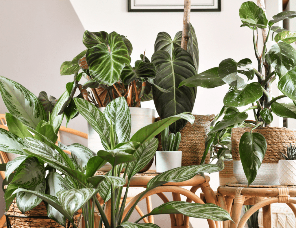 20 Plants That Love Coffee Grounds (& Their Zones)