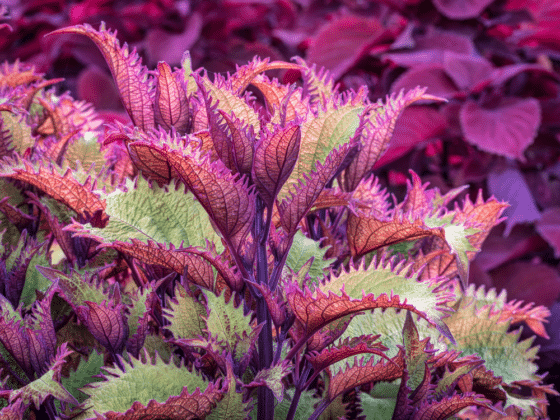 32 Types of Coleus Boasting Vibrant Foliage