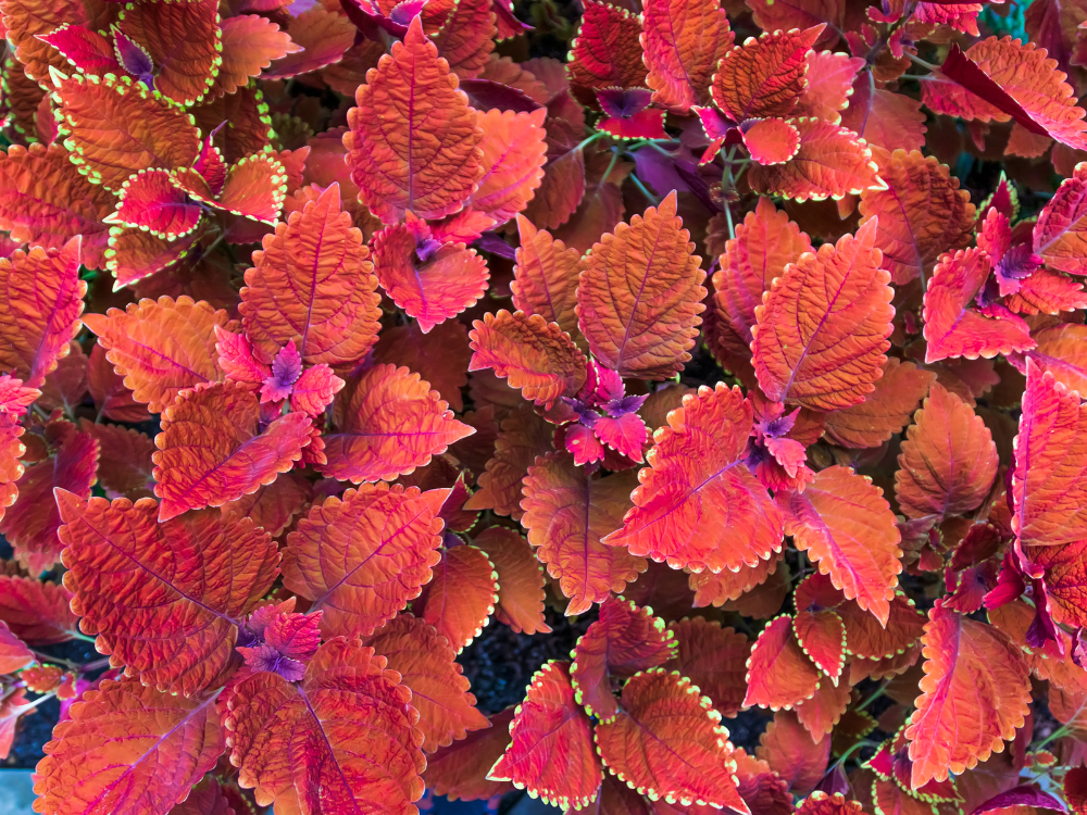 32 Types of Coleus Boasting Vibrant Foliage