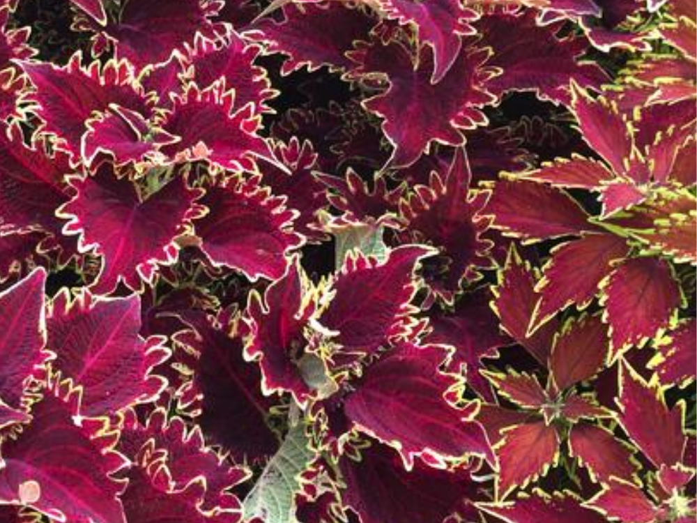 32 Types of Coleus Boasting Vibrant Foliage
