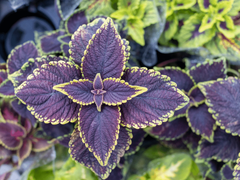 32 Types of Coleus Boasting Vibrant Foliage
