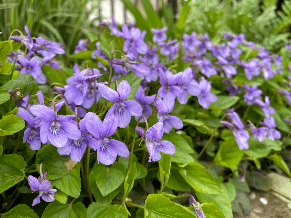 30+ Best Groundcover Plants for Your Garden Oasis