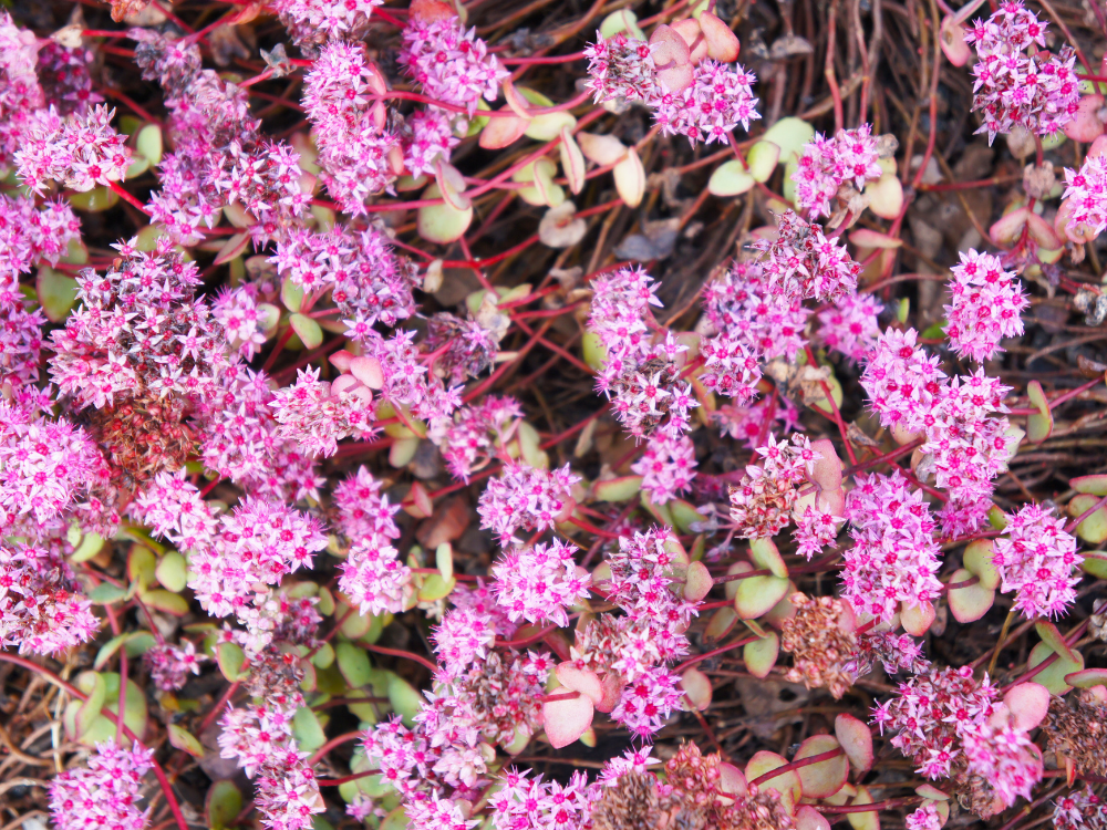 30+ Best Groundcover Plants for Your Garden Oasis
