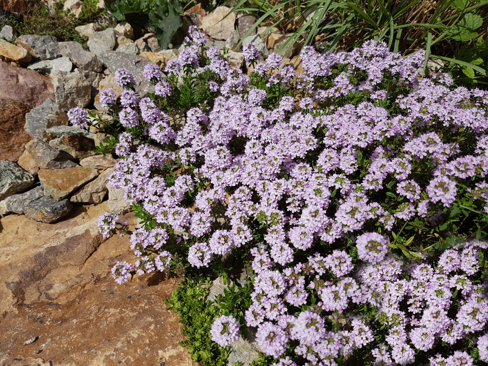 30+ Best Groundcover Plants for Your Garden Oasis