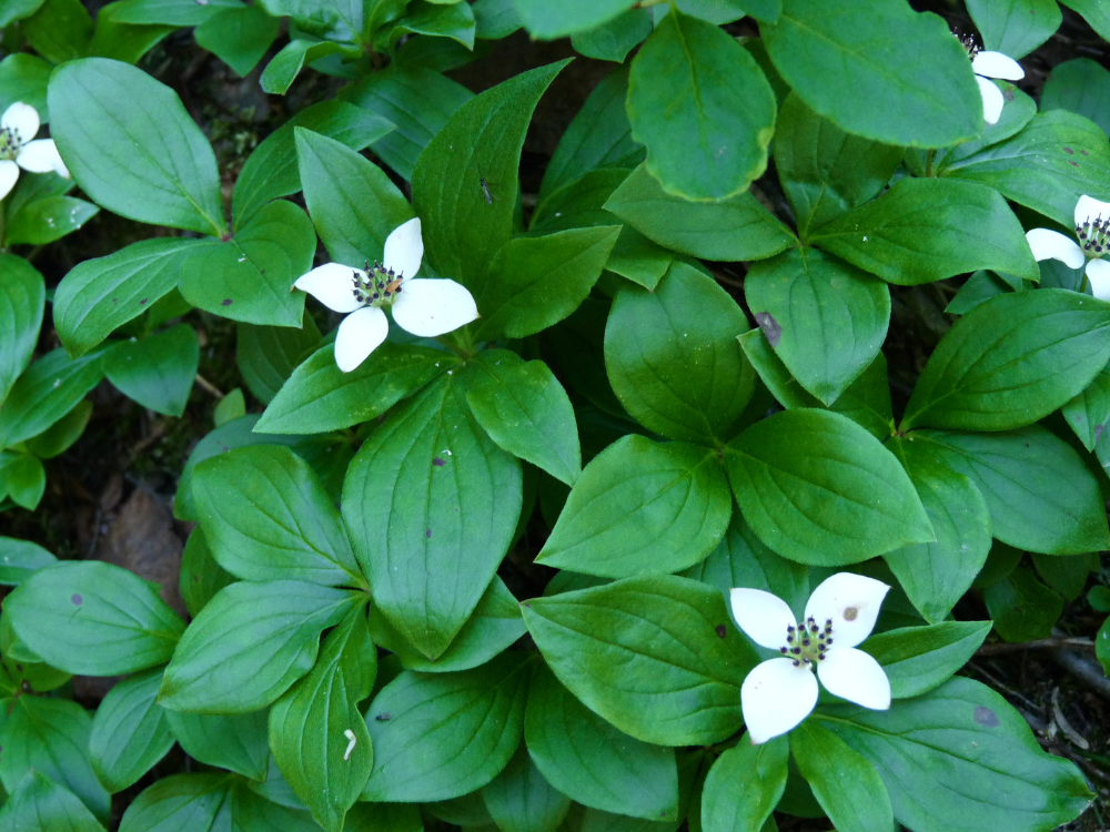 30+ Best Groundcover Plants for Your Garden Oasis