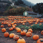 Halloween Aesthetic (69)
