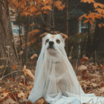 Halloween Aesthetic (7)