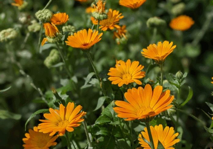 20 Plants That Attract Bees To Your Home Garden