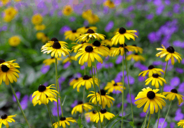 20 Plants That Attract Bees To Your Home Garden