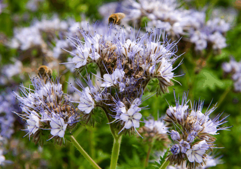 20 Plants That Attract Bees To Your Home Garden