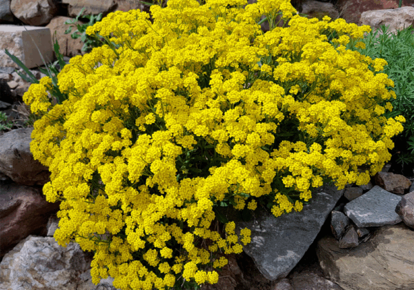 20 Plants That Attract Bees To Your Home Garden