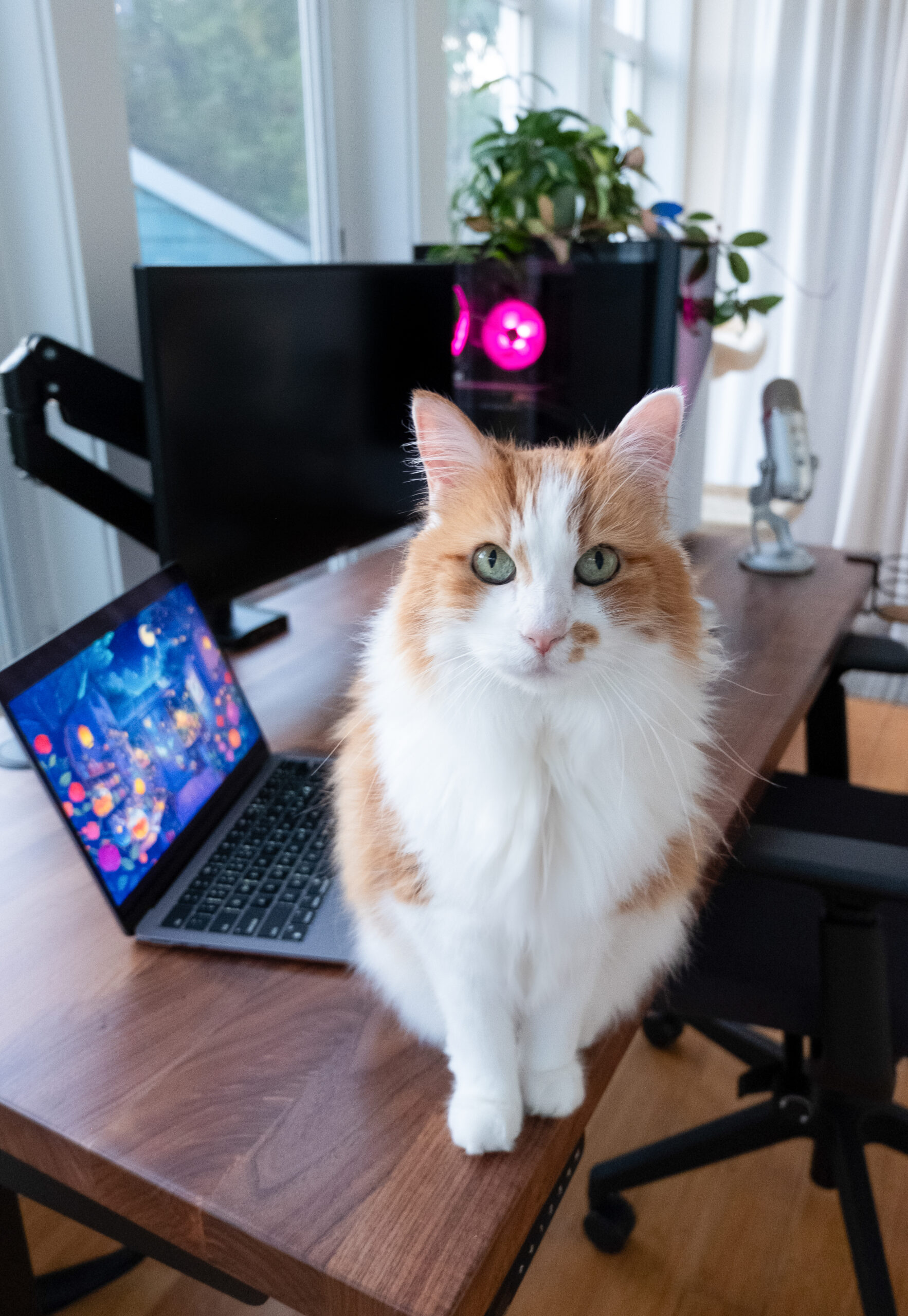 UPLIFT V3 Standing Desk Review