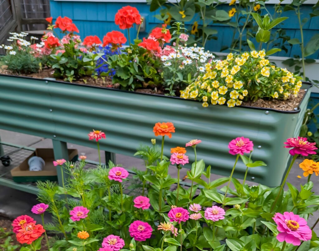 Vego Garden’s Raised and Elevated Beds, From Setup to Bloom
