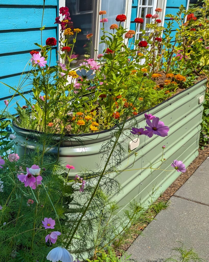 Vego Garden’s Raised and Elevated Beds, From Setup to Bloom