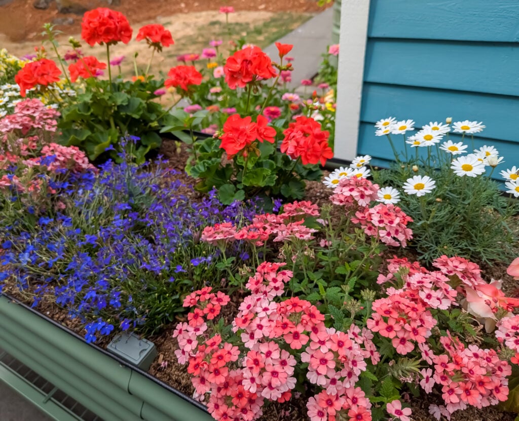 Vego Garden’s Raised and Elevated Beds, From Setup to Bloom