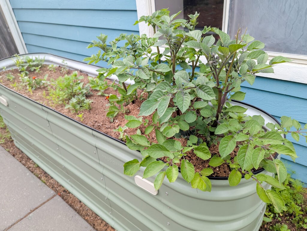 Vego Garden’s Raised and Elevated Beds, From Setup to Bloom